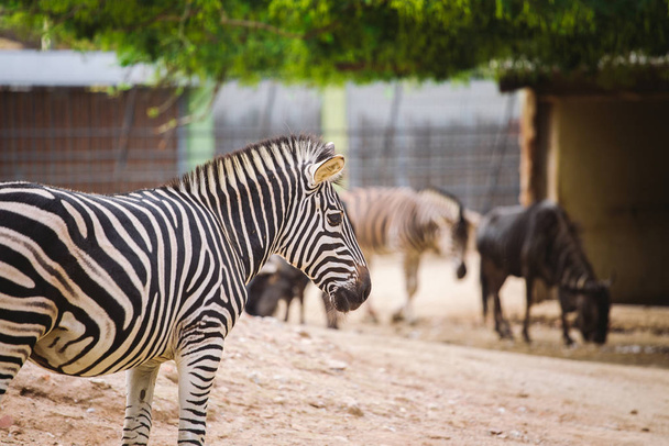 zebra in the zoo of barcelona. Striped black and white mammal animal zebra - Photo, Image