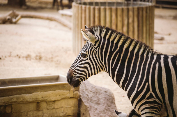 zebra in the zoo of barcelona. Striped black and white mammal animal zebra - Photo, Image