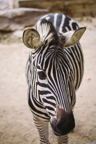 zebra in the zoo of barcelona. Striped black and white mammal animal zebra - Foto, imagen