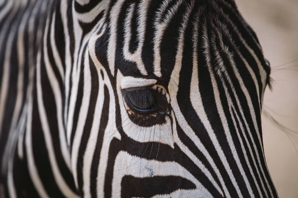 zebra in the zoo of barcelona. Striped black and white mammal animal zebra - Foto, Imagem