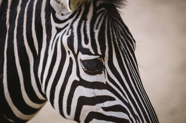 zebra in the zoo of barcelona. Striped black and white mammal animal zebra - Foto, Imagem