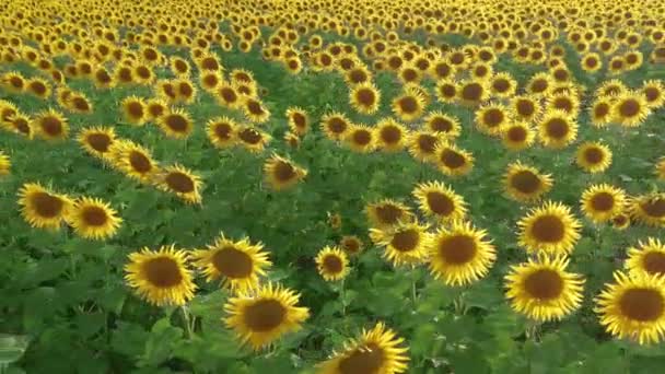 Aerial view. Sunflower field.Amazing beautiful backgound. - Záběry, video