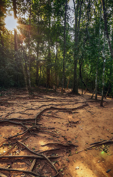 Park Narodowy Kbal Spean Jungle Walk w Kambodży - Zdjęcie, obraz