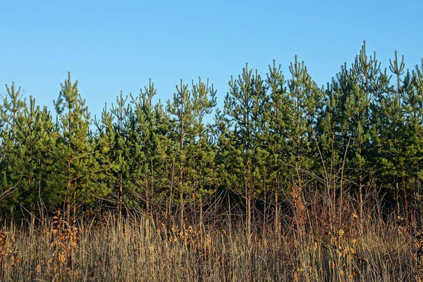 row of green pine trees and gray dry grass against a blue sky - Fotoğraf, Görsel