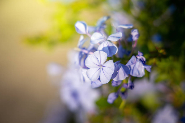 Η εικόνα φόντου των πολύχρωμων λουλουδιών - Φωτογραφία, εικόνα