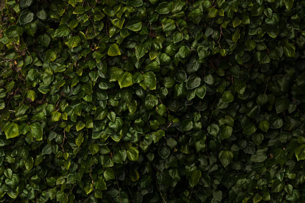 Маленькая темно-зеленая листва на фоне
 - Фото, изображение