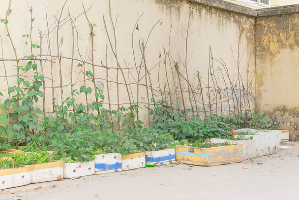 Řada recyklace polystyrénové krabice a zelenina rostoucí na trellis v kontejnerové zahradě v Hanoji - Fotografie, Obrázek