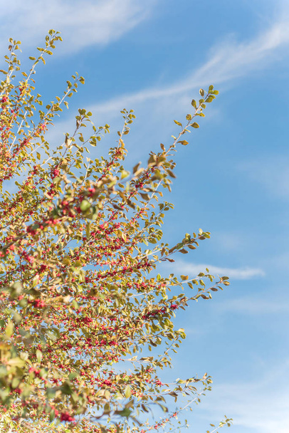 美しいテキサスウィンターベリー｜Ilex晴れた秋の日に木の枝に赤い果実 - 写真・画像