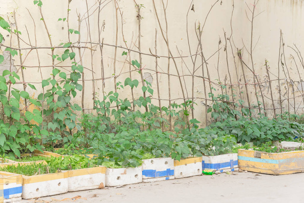 Fila de reciclar caixas de isopor e vegetais crescendo em treliça no jardim recipiente em Hanói
 - Foto, Imagem