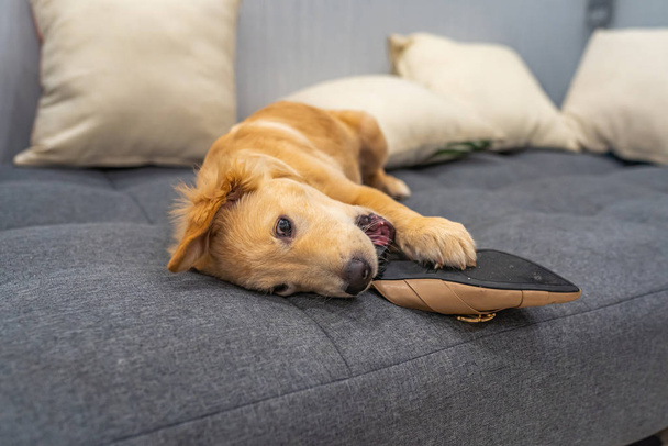 Naughty golden puppy biting and playing with a shoe  - Foto, Imagem