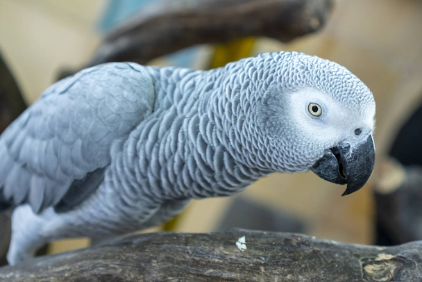 Portrait African grey parrot on a branch. This is a bird that is domesticated and raised in the home as a friend - Фото, изображение