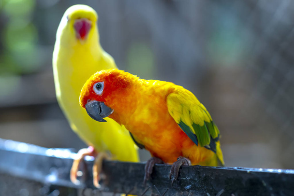 Papagaios pombinhos sentados juntos. Este pássaros vive na floresta e é domesticado para animais domésticos - Foto, Imagem