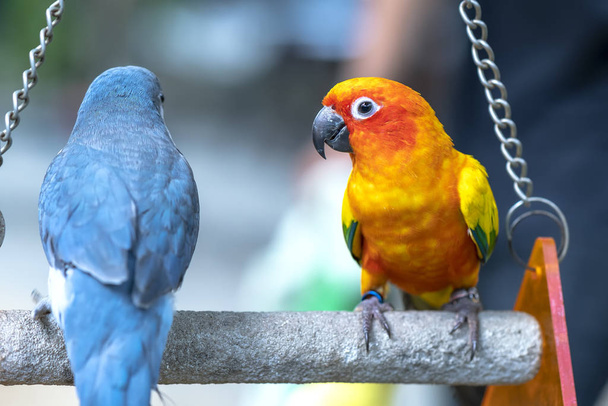 A szerelmes papagájok együtt ülnek. Ez a madár az erdőben él és háziasított háziállat. - Fotó, kép