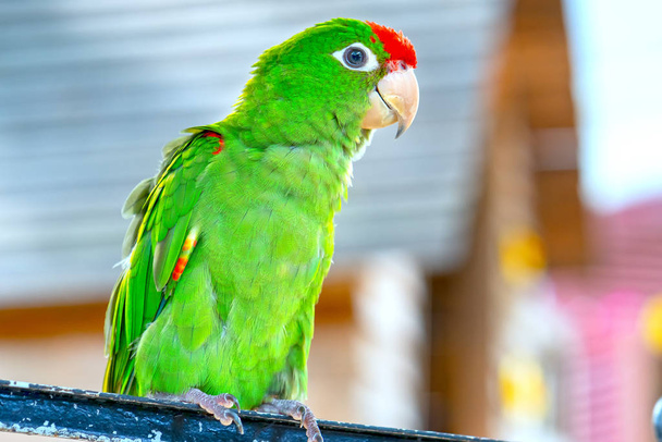O papagaio colorido está relaxando na cerca. Este pombinho vive na floresta e é domesticado para animais domésticos - Foto, Imagem