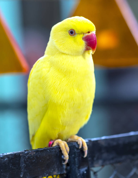 Portrait of Yellow Indian Ringneck Parakeet in the reserve Ця пташка одомашнена і вихована в домі, як друг - Фото, зображення