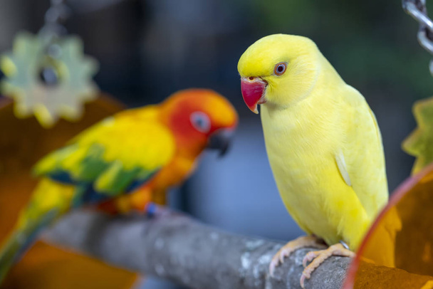 Sarı Kızılderili Halkalı Papağan Ringneck 'in portresi. Bu, evcilleştirilmiş ve bir dost olarak yetiştirilmiş bir kuş. - Fotoğraf, Görsel