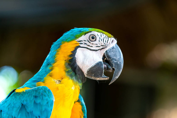 Muotokuva värikäs Macaw papukaija oksalla. Tämä on lintu, joka on kesytetty ja kasvanut kotona ystävänä. - Valokuva, kuva