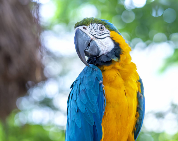 Porträt farbenfroher Ara-Papagei auf einem Zweig. Dies ist ein Vogel, der domestiziert und zu Hause als Freund aufgezogen wird - Foto, Bild