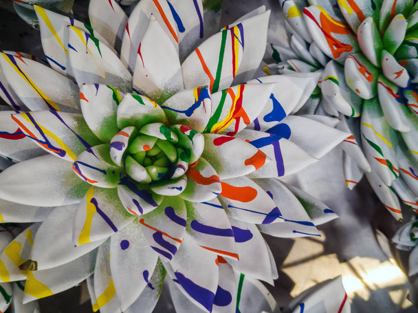 Helder gekleurde echeveria  - Foto, afbeelding