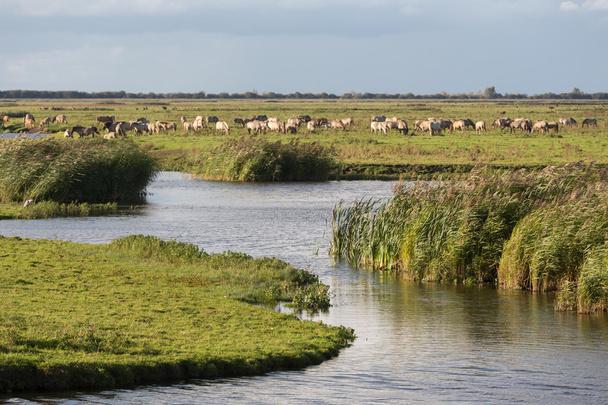 Dutch wetland with horses in National Park Oostvaardersplassen - Foto, Bild