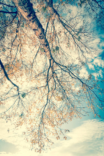 ヴィンテージトーンルックアップビューの鮮やかな黄色のカエデの葉の秋のシーズン中にダラス - 写真・画像