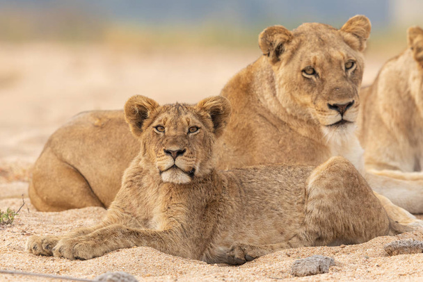 Aikuiset ja subaikuiset afrikkalaiset leijonat, Kruger Park, Etelä-Afrikka
 - Valokuva, kuva