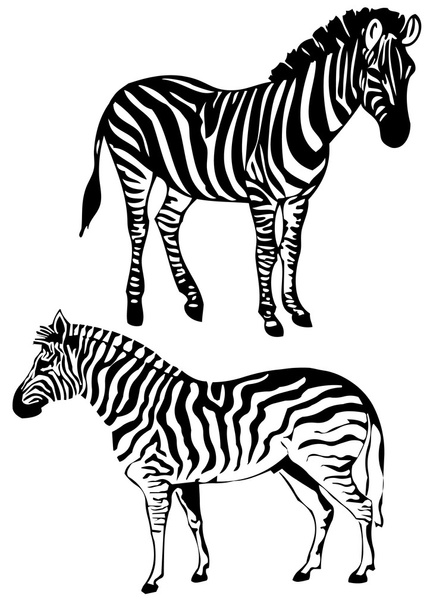 Zebra, vector - Vector, afbeelding