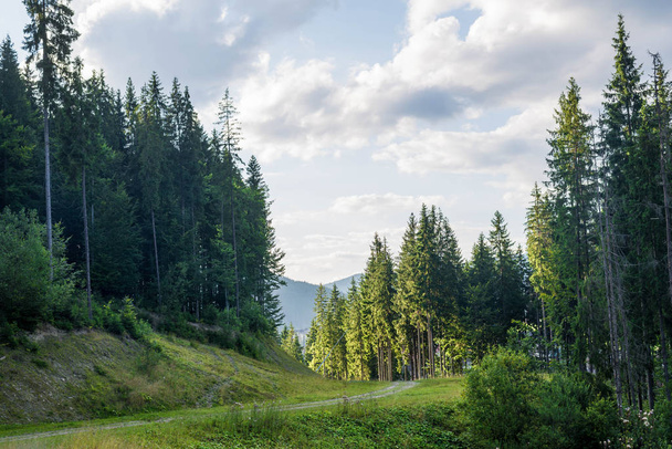 Spruce forest in the Ukrainian Carpathians. - Φωτογραφία, εικόνα