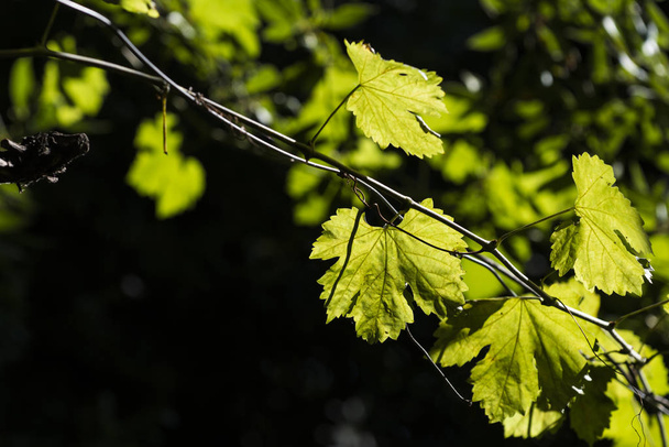 Vine leaves illuminated by a sun located behind. - Фото, изображение