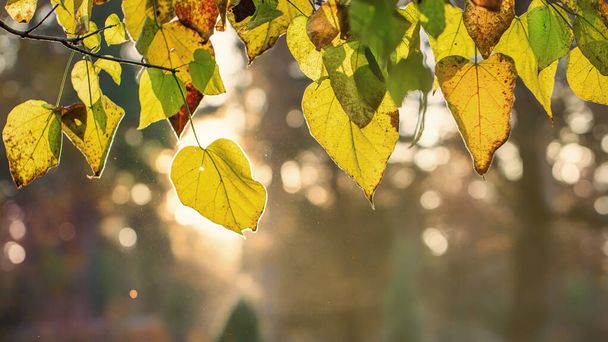 Podzimní pozadí se žlutými listy katalpy v parku, a sluneční světlo v pozadí. - Fotografie, Obrázek