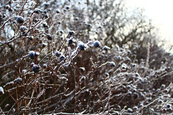 ягоды со снегом зимой
 - Фото, изображение