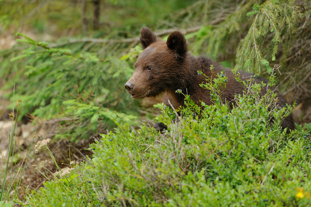 bruine beer cub in een forest - Foto, afbeelding