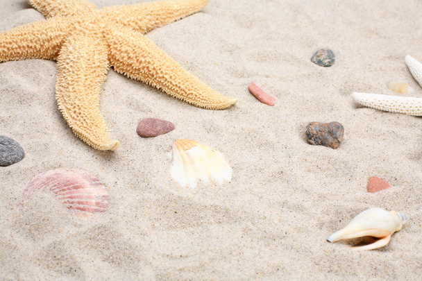 Starfish and seashells on sand - Foto, Imagem