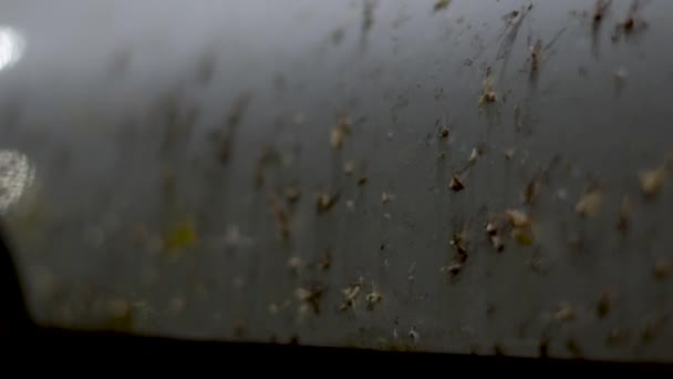 Κοντινό πλάνο του καπό ενός λευκού αυτοκινήτου, στο οποίο ένας τεράστιος αριθμός νεκρών εντόμων - Πλάνα, βίντεο