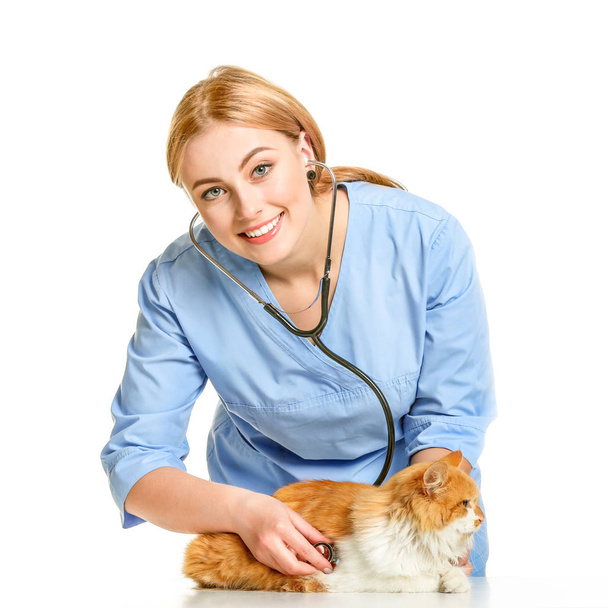 Female veterinarian examining cute cat on white background - Foto, Bild