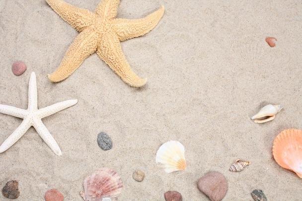 Starfish and seashells on sand - 写真・画像