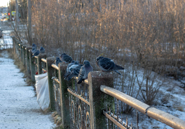 Kyyhkyset istuvat sillan kaiteella. Käsite: eläimet tai matka
 - Valokuva, kuva