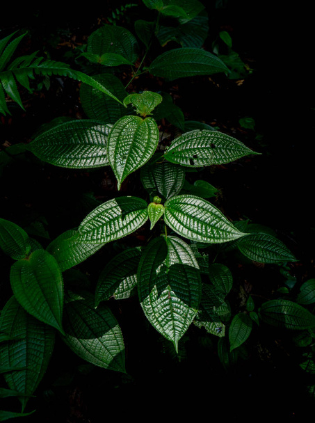 マレーシアサバ州ダナムバレーにある熱帯雨林植物. - 写真・画像