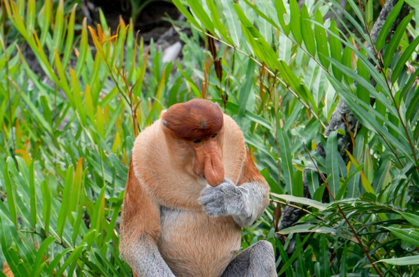 Proboscis Monkey je jedzenie na Borneo, Sandakan, Malezja. - Zdjęcie, obraz
