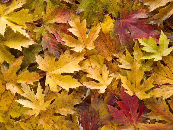Close-up shot of fallen leaves - Photo, Image
