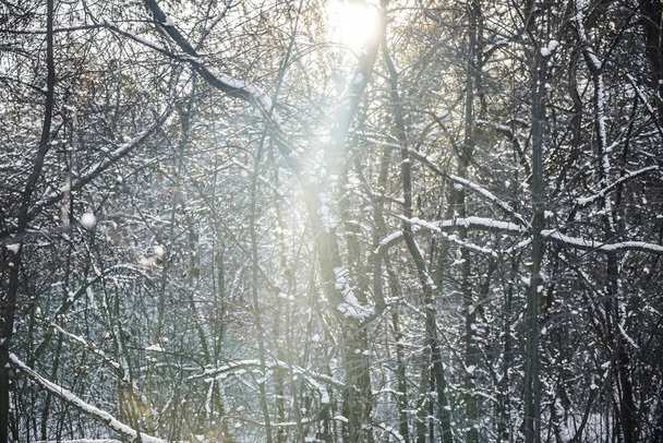 snowy winter forest in sunny weather. nature background.  winter time season.  - Zdjęcie, obraz
