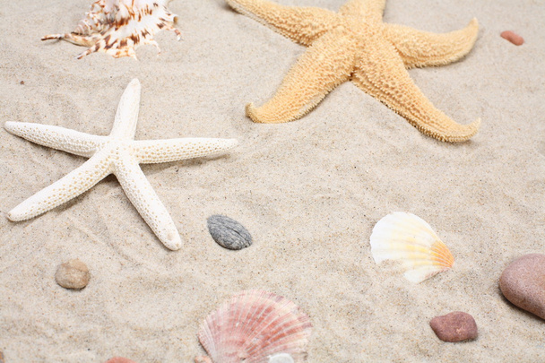 Starfish and seashells on sand - Foto, Imagem