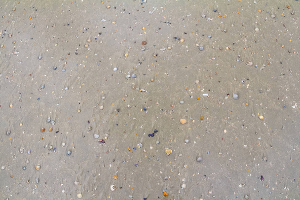 Muscheln am Strand - Foto, Bild