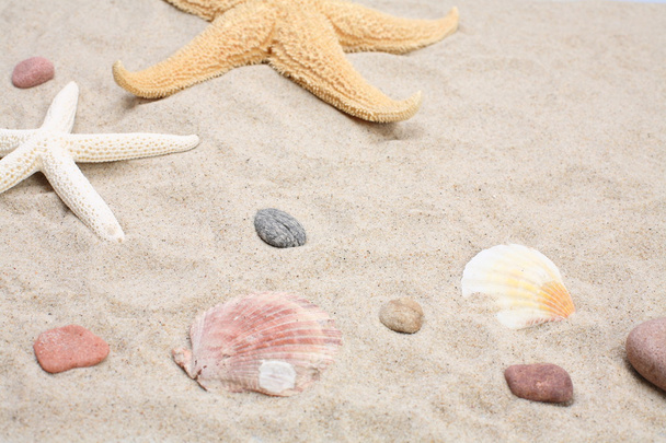 Starfish and seashells on sand - Φωτογραφία, εικόνα