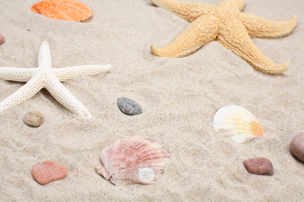 Starfish and seashells on sand - Valokuva, kuva