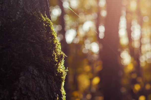 Musgo verde en un árbol en el bosque, primer plano, sol de la tarde
 - Foto, imagen