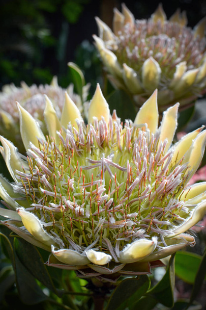 Κοντινό πλάνο ενός όμορφου λουλουδιού Protea με έντονη εστίαση στους πολλούς στήμονες - Φωτογραφία, εικόνα