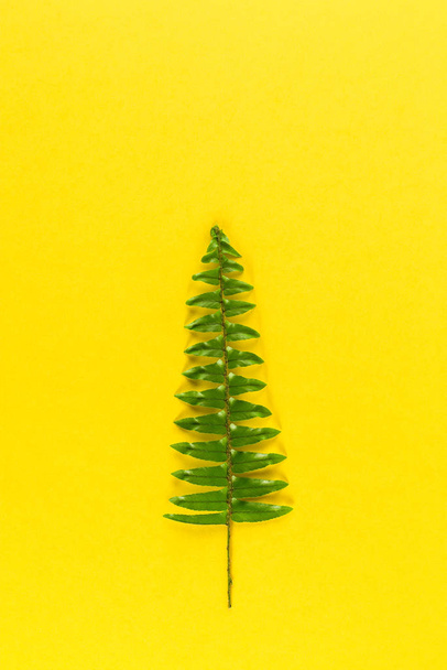 Minimalistic Christmas tree on yellow pastel trendy background. - Foto, immagini