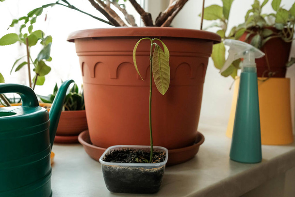 Green sprout. Indoor plants on the windowsill. Young mango - Photo, Image