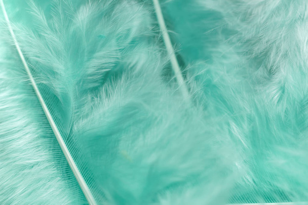 Close up Krásná Aqua Menthe trendy pták pírko vzor textury pozadí. Zobrazení makro fotografií.  - Fotografie, Obrázek